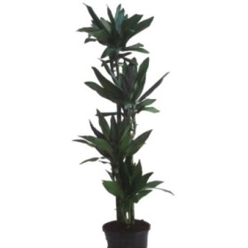 DRACAENA JANET CRAIG 120.90.60.30 M25 H160