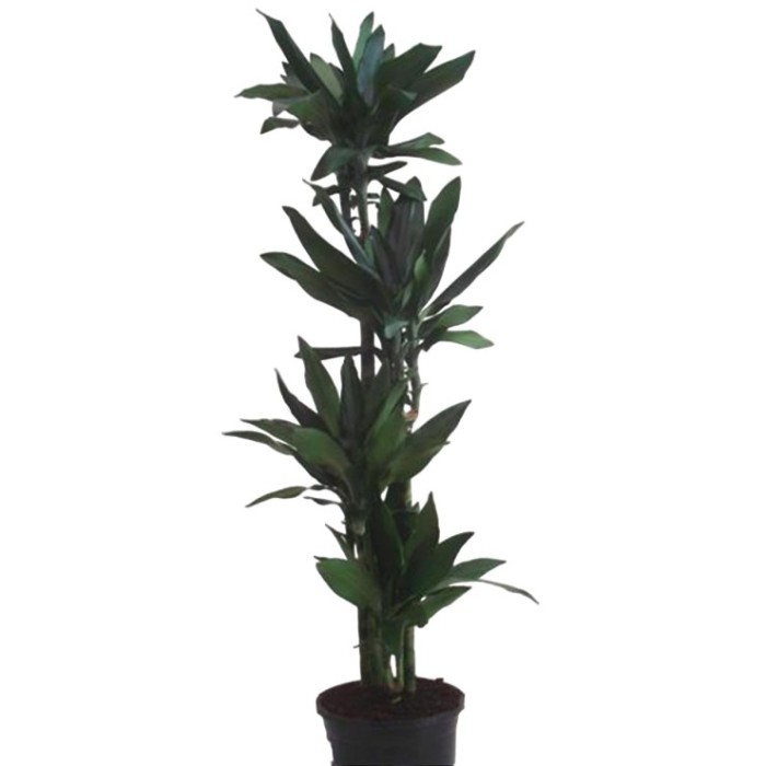 DRACAENA JANET CRAIG 120.90.60.30 M25 H160