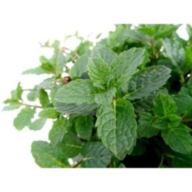 MENTHA SPICATA M19