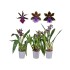 ZYGOPETALUM  M12 LOUISENDORF MIX