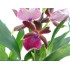ZYGOPETALUM  M12 LOUISENDORF MIX