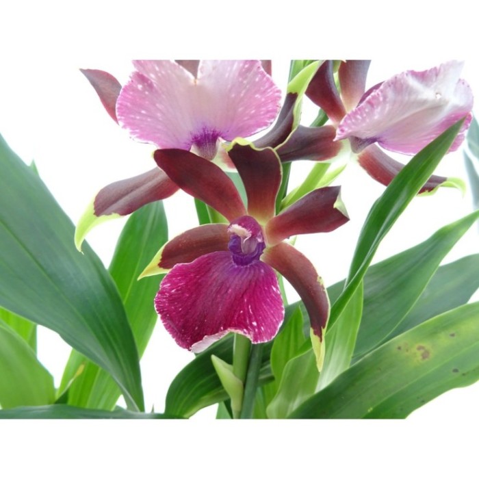 ZYGOPETALUM  M12 LOUISENDORF MIX