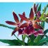 ZYGOPETALUM  M12 LOUISENDORF MIX