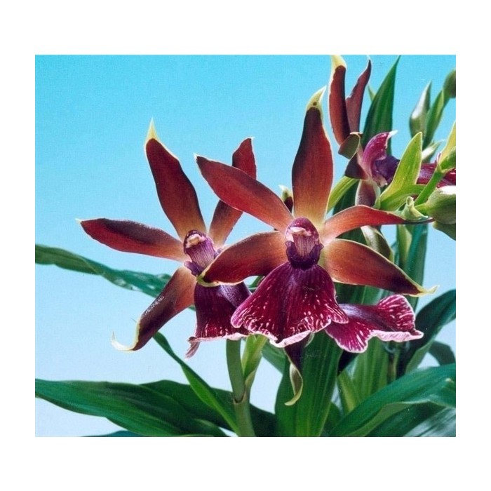 ZYGOPETALUM  M12 LOUISENDORF MIX