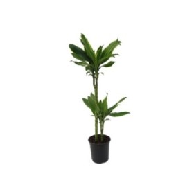 DRACAENA GOLD COAST 45.15 M17