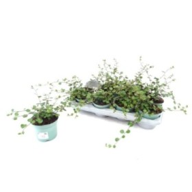 MUEHLENBECKIA GIGA M13