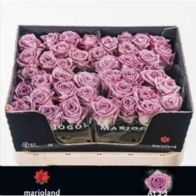 FLOR, ROSA HO. NAYELI 70cm, paquet 10 tige