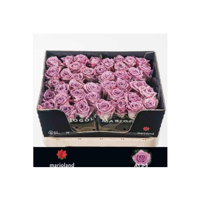 FLOR, ROSA HO. NAYELI 70cm, paquet 10 tige