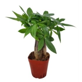 PACHIRA  M 7- 20cm. MINI  3 troncs