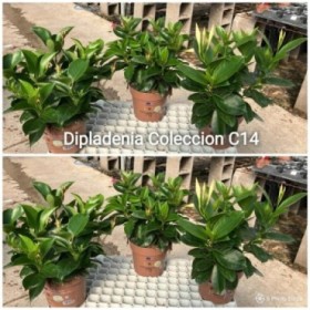 DIPLADENIA ARBUSTIVA M14,5