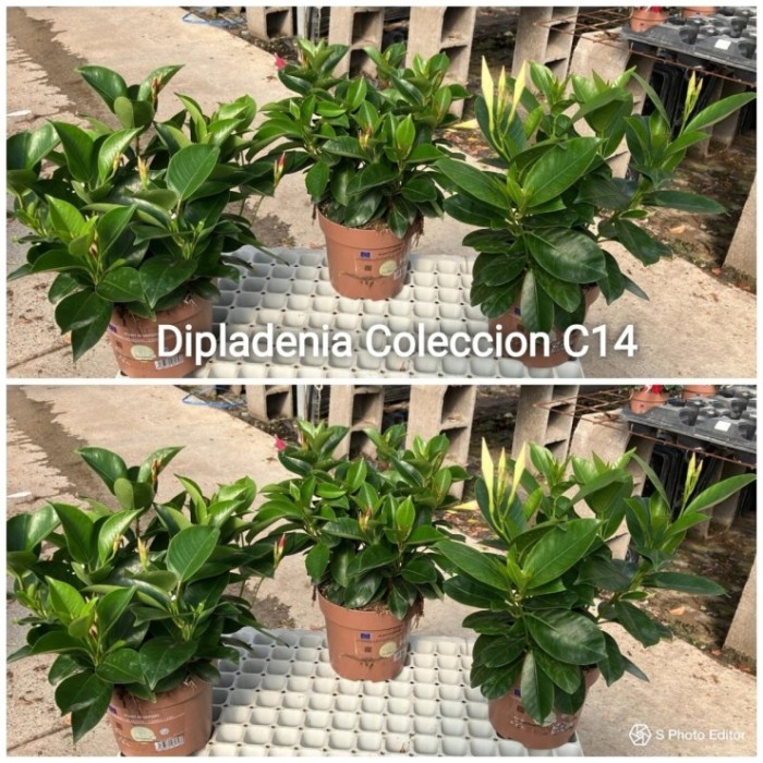 DIPLADENIA ARBUSTIVA M14,5