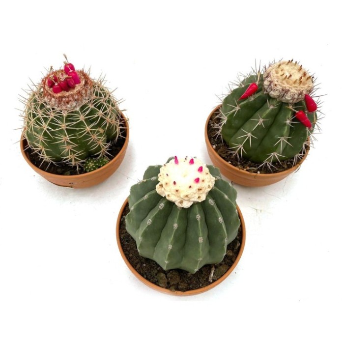 MELOCACTUS M-17