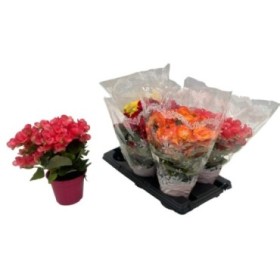 BEGONIA ELATIOR  M15 Sr.