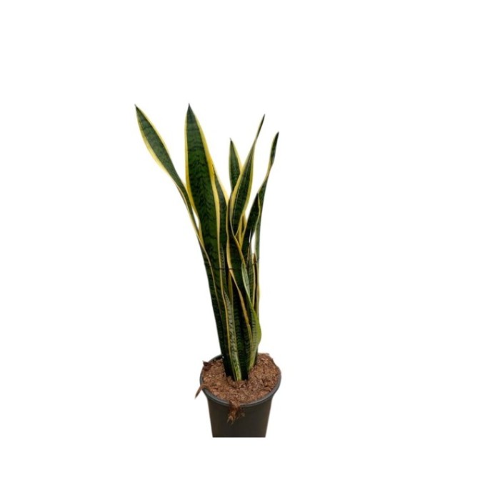 SANSEVIERIA  M24  90-100cm
