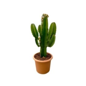 EUPHORBIA INGENS M30
