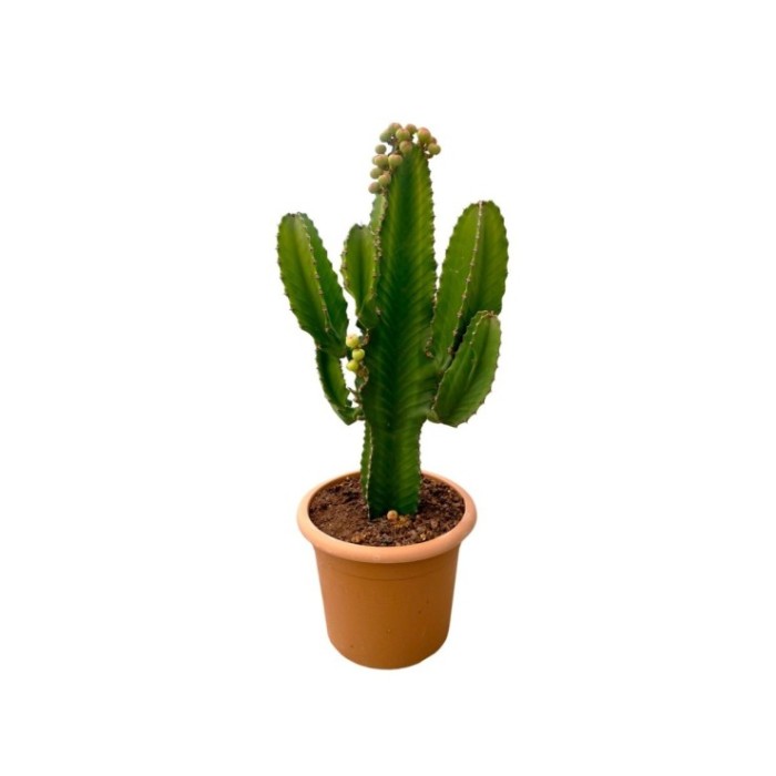 EUPHORBIA INGENS M30
