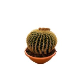 ECHINOCACTUS GRUSONII M25 H25 Brevispinus