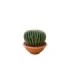 ECHINOCACTUS GRUSONII M25 H25 Inermis