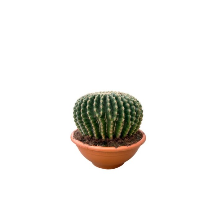 ECHINOCACTUS GRUSONII M25 H25 Inermis