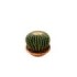 ECHINOCACTUS GRUSONII M25 H25 Inermis