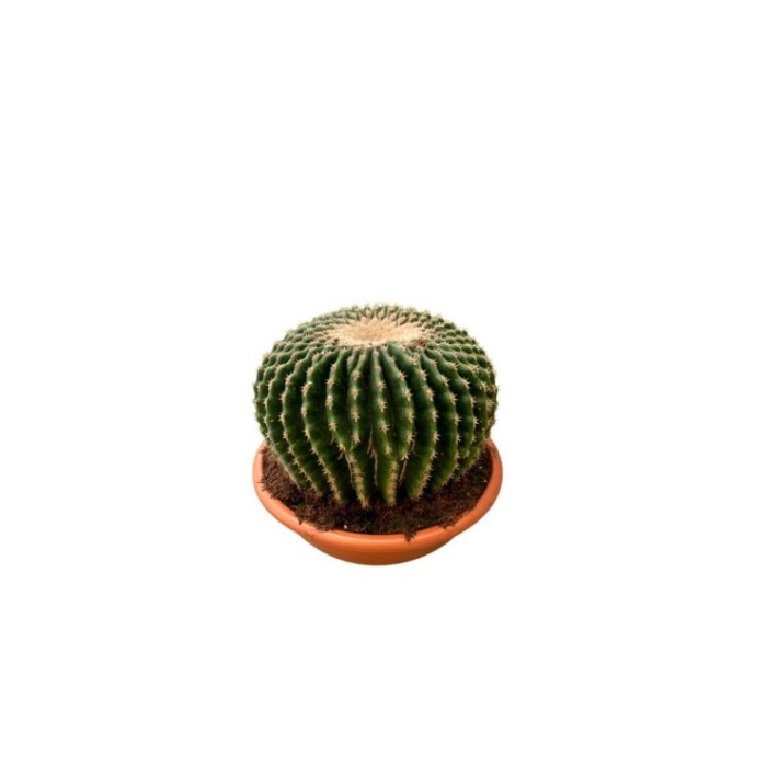 ECHINOCACTUS GRUSONII M25 H25 Inermis