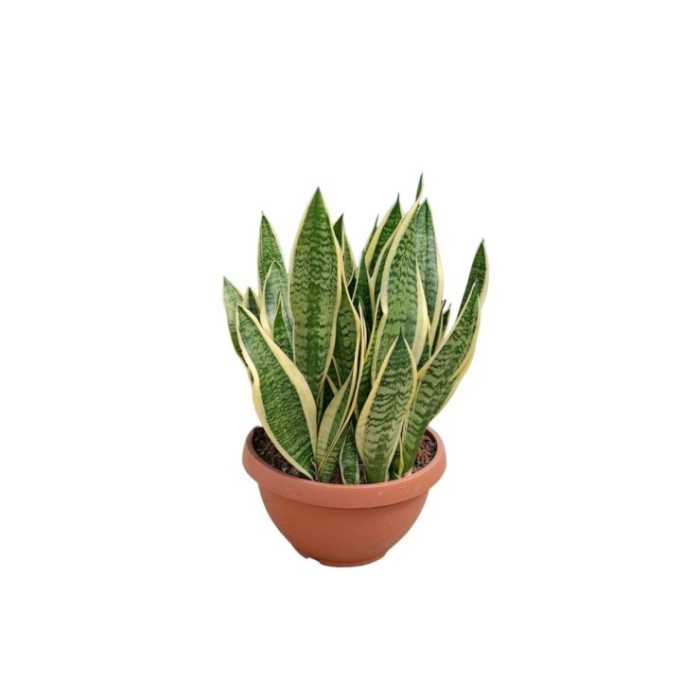 SANSEVIERIA SUPERBA FUTURA T 14L