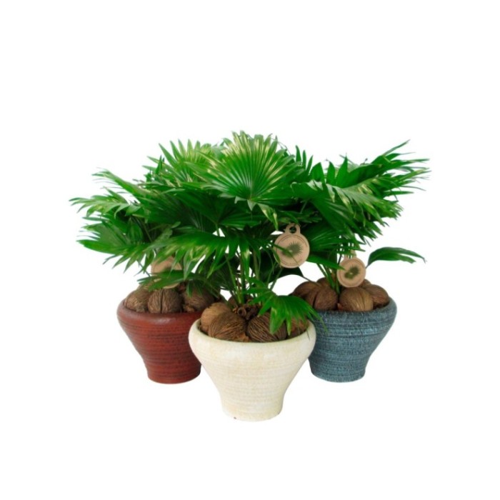 LIVISTONIA  M26 AUSTRALIS ceramica