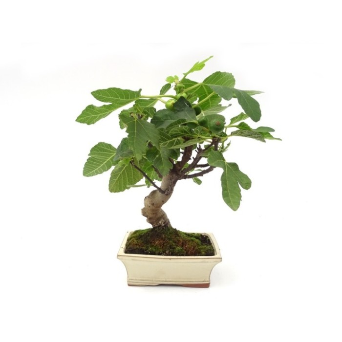 BONSÁI  8 ANYS FICUS CARICA