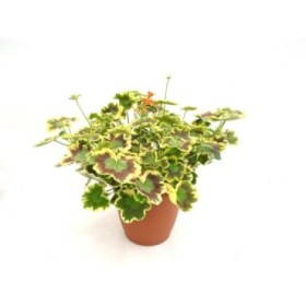 PELARGONIUM COLOR LEAF 10L