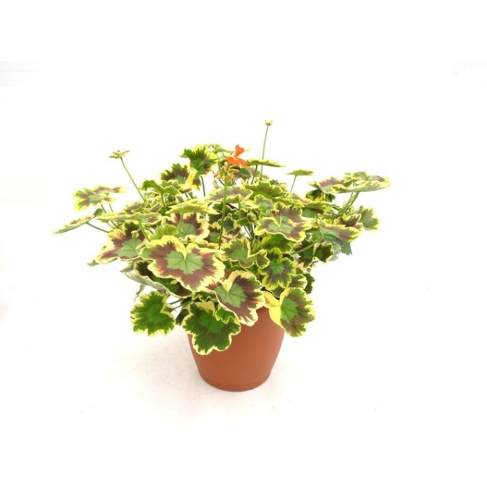 PELARGONIUM COLOR LEAF 10L