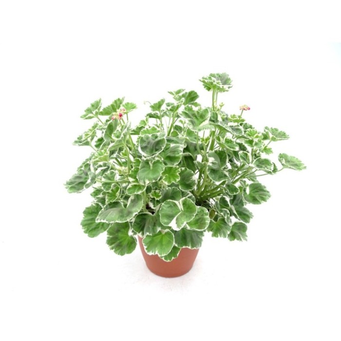 PELARGONIUM COLOR LEAF 10L