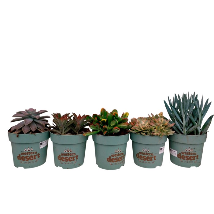 SUCCULENTEN  M14 MIX