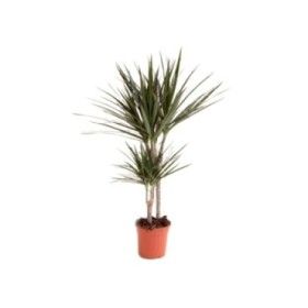 DRACAENA MARGINATA  30.15   M16 