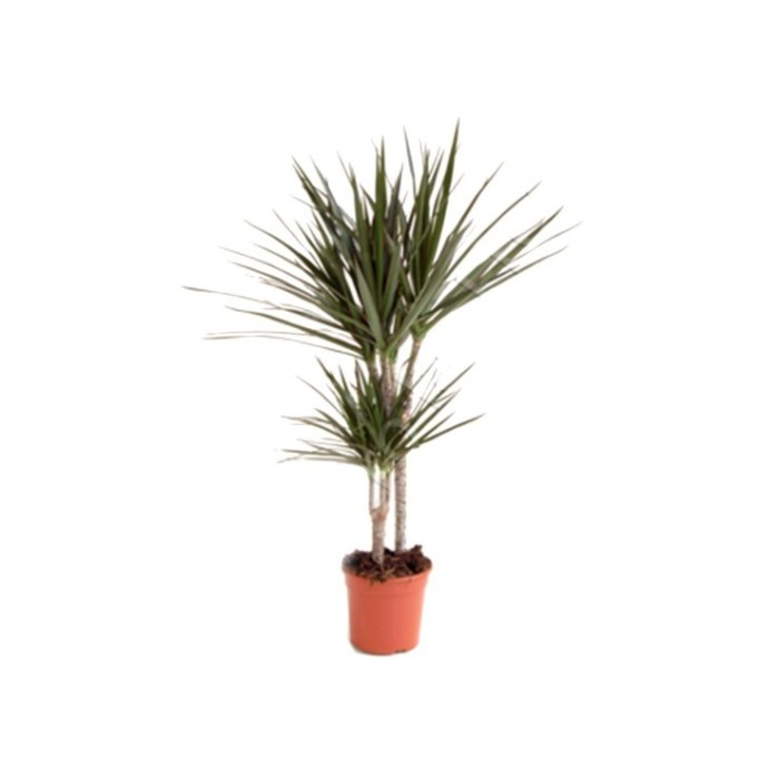 DRACAENA MARGINATA  30.15   M16 