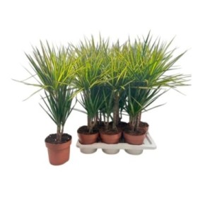 DRACAENA MARG. CARNAVAL 45.15 M17