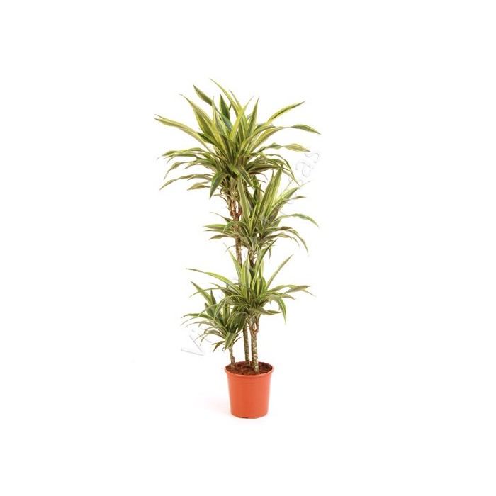 DRACAENA DEREMENSIS LEMON LIME 90.60.30 M22-150c