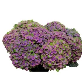FLOR, HORTENSIA BICOLOR 60/70CM  x5 tiges.