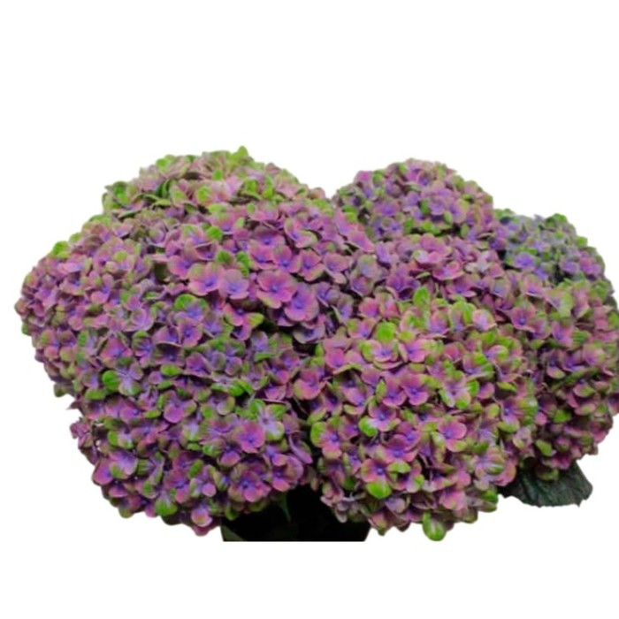 FLOR, HORTENSIA BICOLOR 60/70CM  x5 tiges.