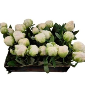 FLOR, PAEONIA BLANCA x5 tiges