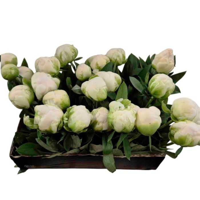 FLOR, PAEONIA BLANCA x5 tiges