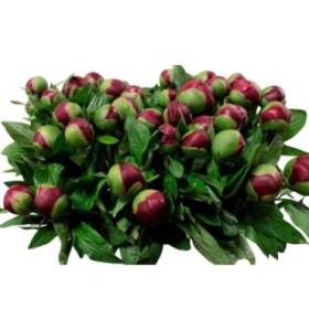 FLOR, PAEONIA GRANATE x5 tiges