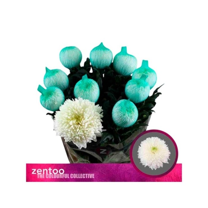 FLOR, CHRISANTHEM, MAGNUM x10 tiges.
