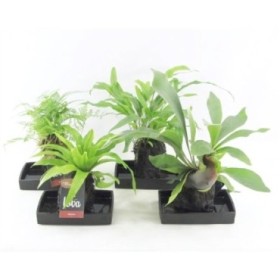 HELECHOS MIX LOVA 14X14 H30