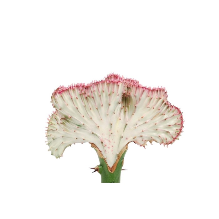 CACTUS EUPHORBIA LACTEA  CRISTATA M12