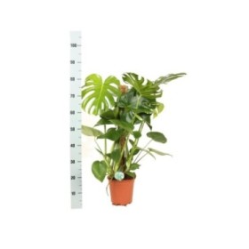 MONSTERA DELICIOSA  M20- 80cm. TUTOR