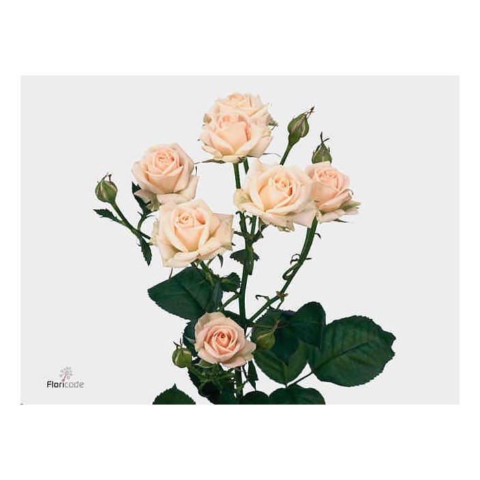 FLOR, ROSA SPRAY HO. JANA 70cm,paq.x10 beige