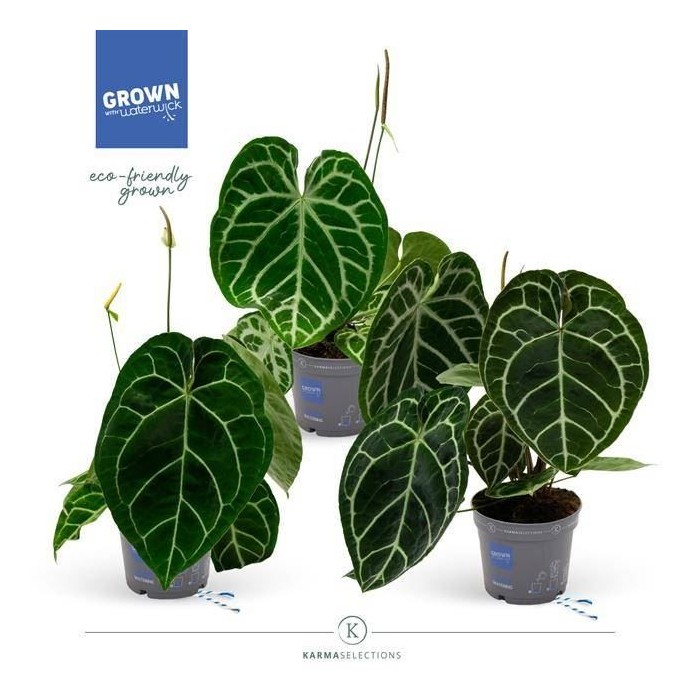 ANTHURIUM  M17 H50 CRYSTALLINUM