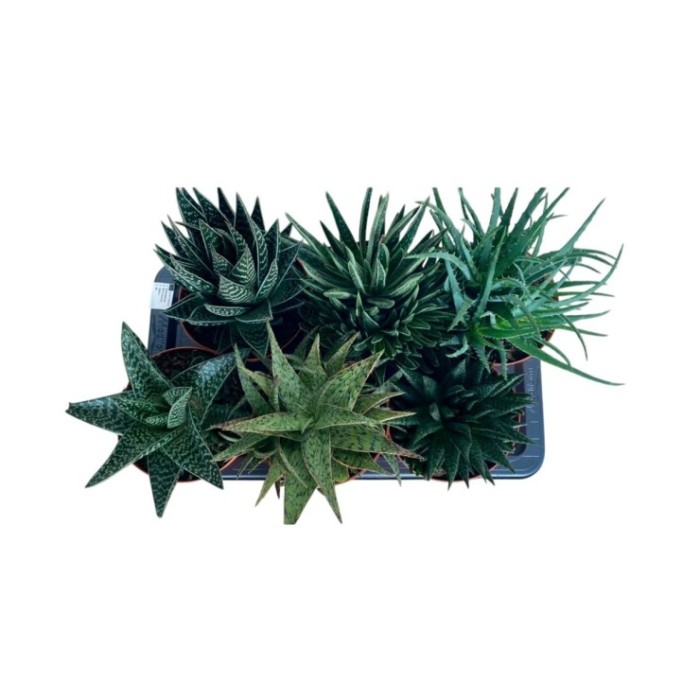 ALOE MIX M17