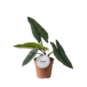 ALOCASIA  M12  Scalprum