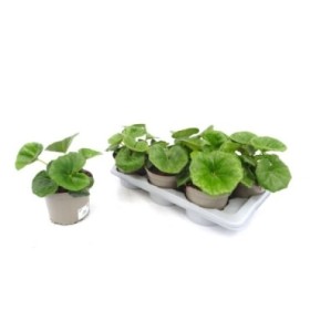 FARFUGIUM GIGANTEUM M17